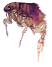 Fleas