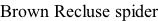 Brown Recluse spider