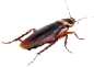 Roaches