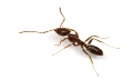 Ants