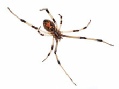 Spiders